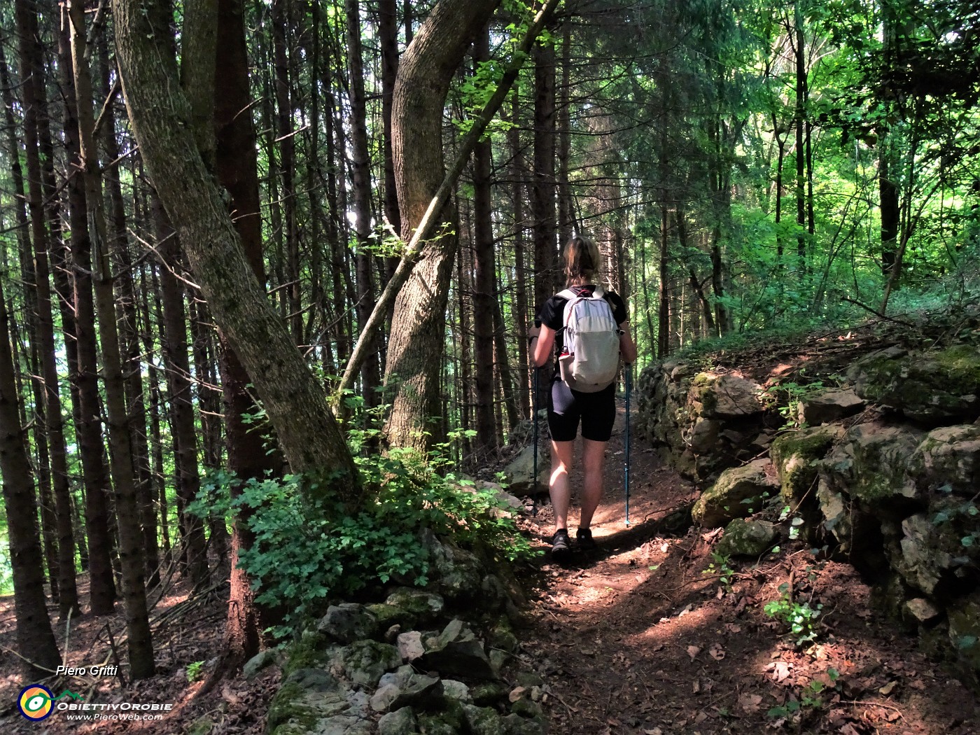 64 Scendendo da Pragaroldi sul sent. 594A in un bel bosco.JPG